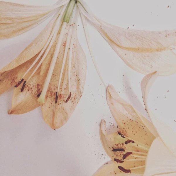 Эстетика в бежевых тонах