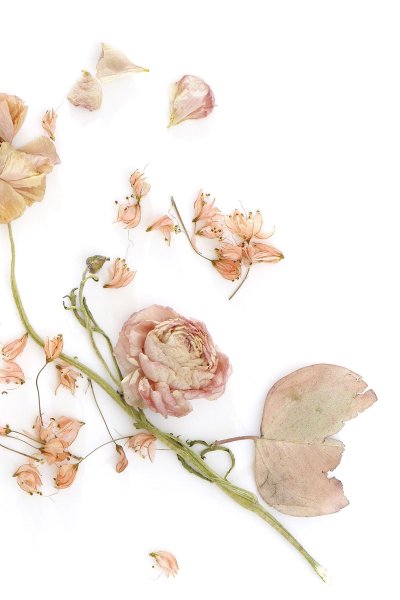 Цветы на бежевом фоне