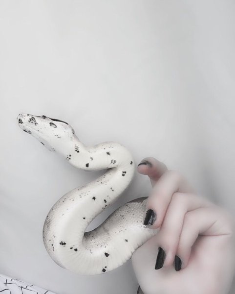 Эстетика змей