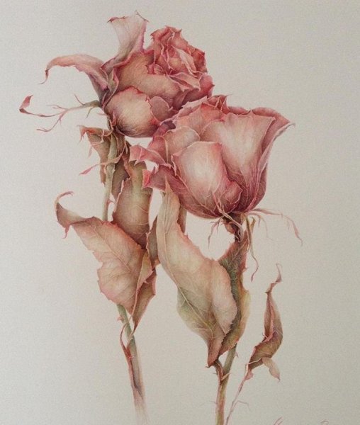 Марина правник акварель шиповник