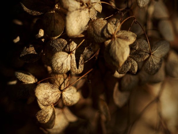 Коричневый цвет в природе