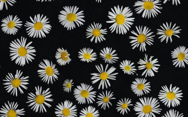 Ромашки Эстетика