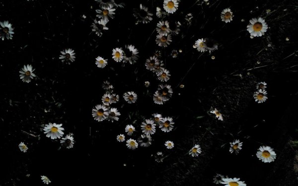 Мелкие цветочки на черном фоне