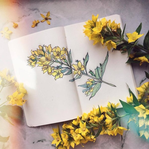 Эстетика жёлтого и белого