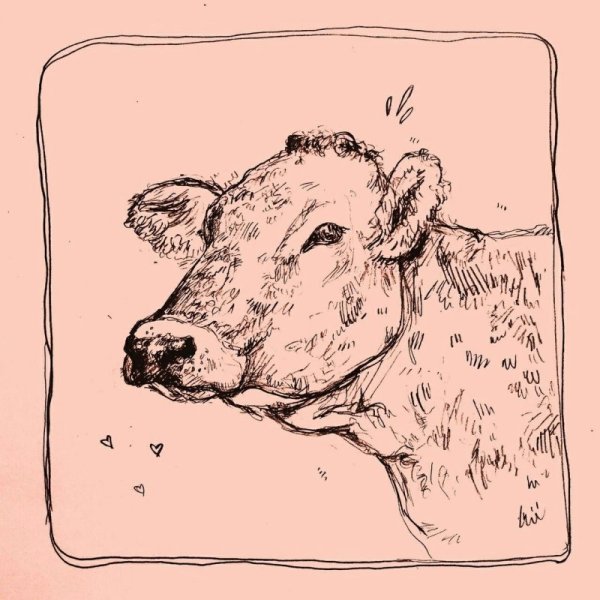 Эстетичная корова