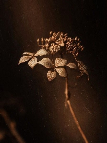 Предметы коричневого цвета Эстетика