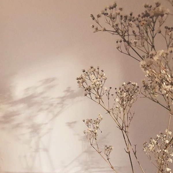 Коричневые цветы