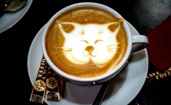Кот и кофе