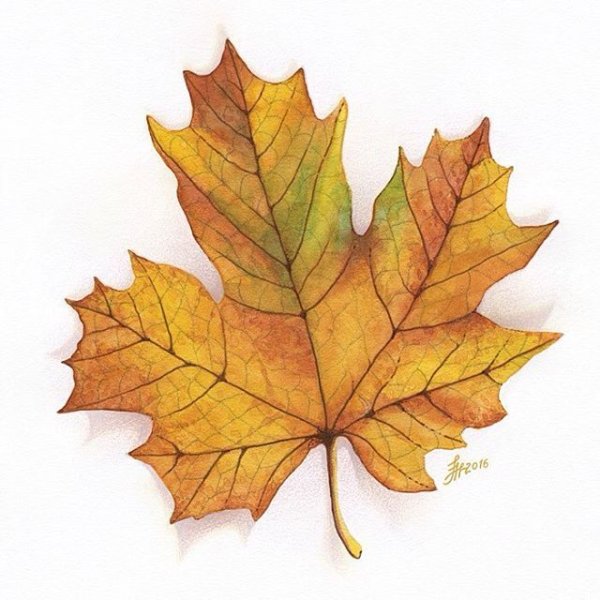 Акварельные кленовые листья