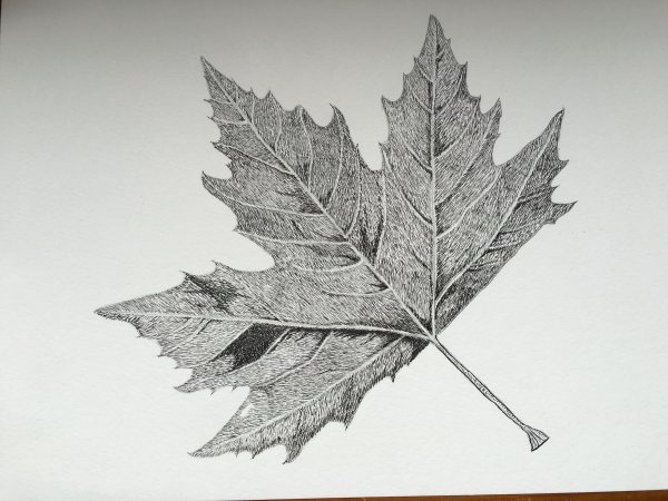 Тень листа клена