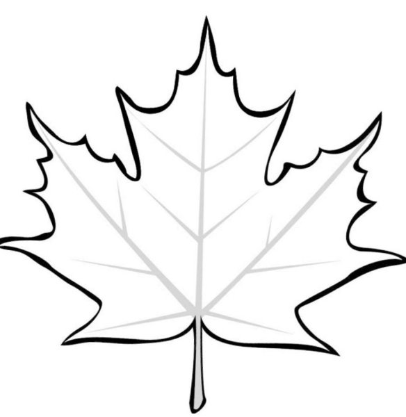 Кленовый лист контур
