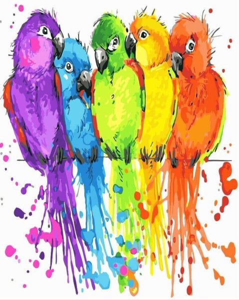 Радужные попугаи
