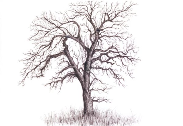 Ветвистое дерево карандашом