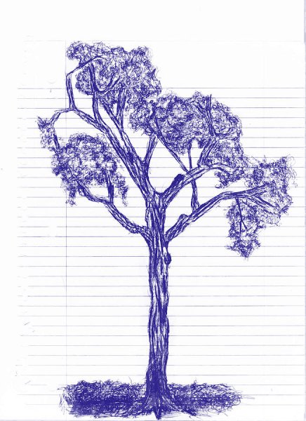 Тонкое дерево рисунок