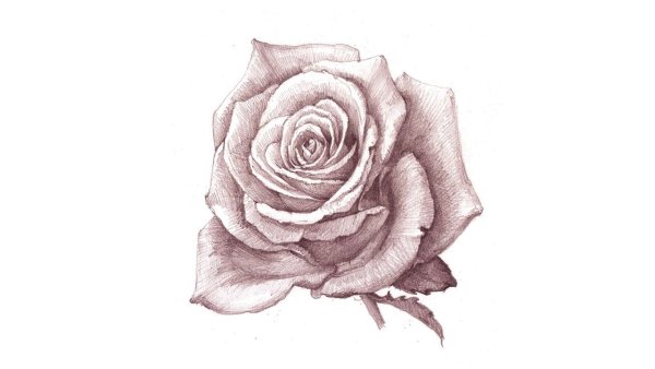Рисунок раскрывающиеся розы карандашом