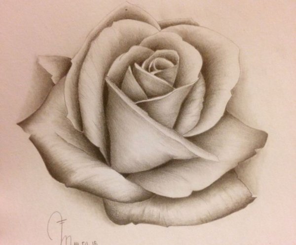 Карандашный набросок розы