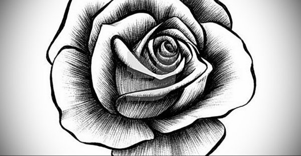 Лёгкий рисунок розы для срисовки