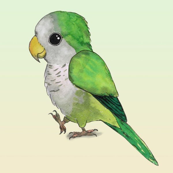 Cute Parrot рисунок