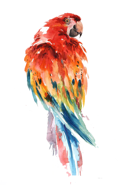 Попугай акварелью Пинтерест