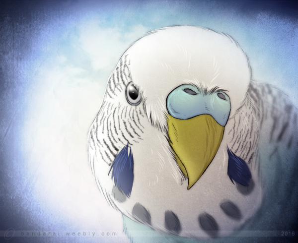 Аватарка с попугаем