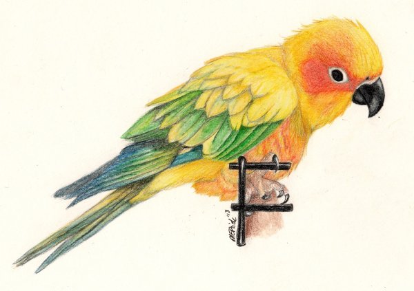 Попугай рисунок