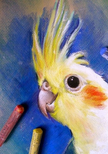 Волнистые попугайчики масляная пастель