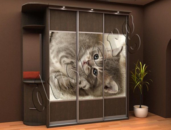 Кошка на шкафу