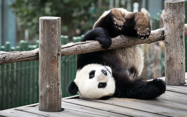 Медведь Панда