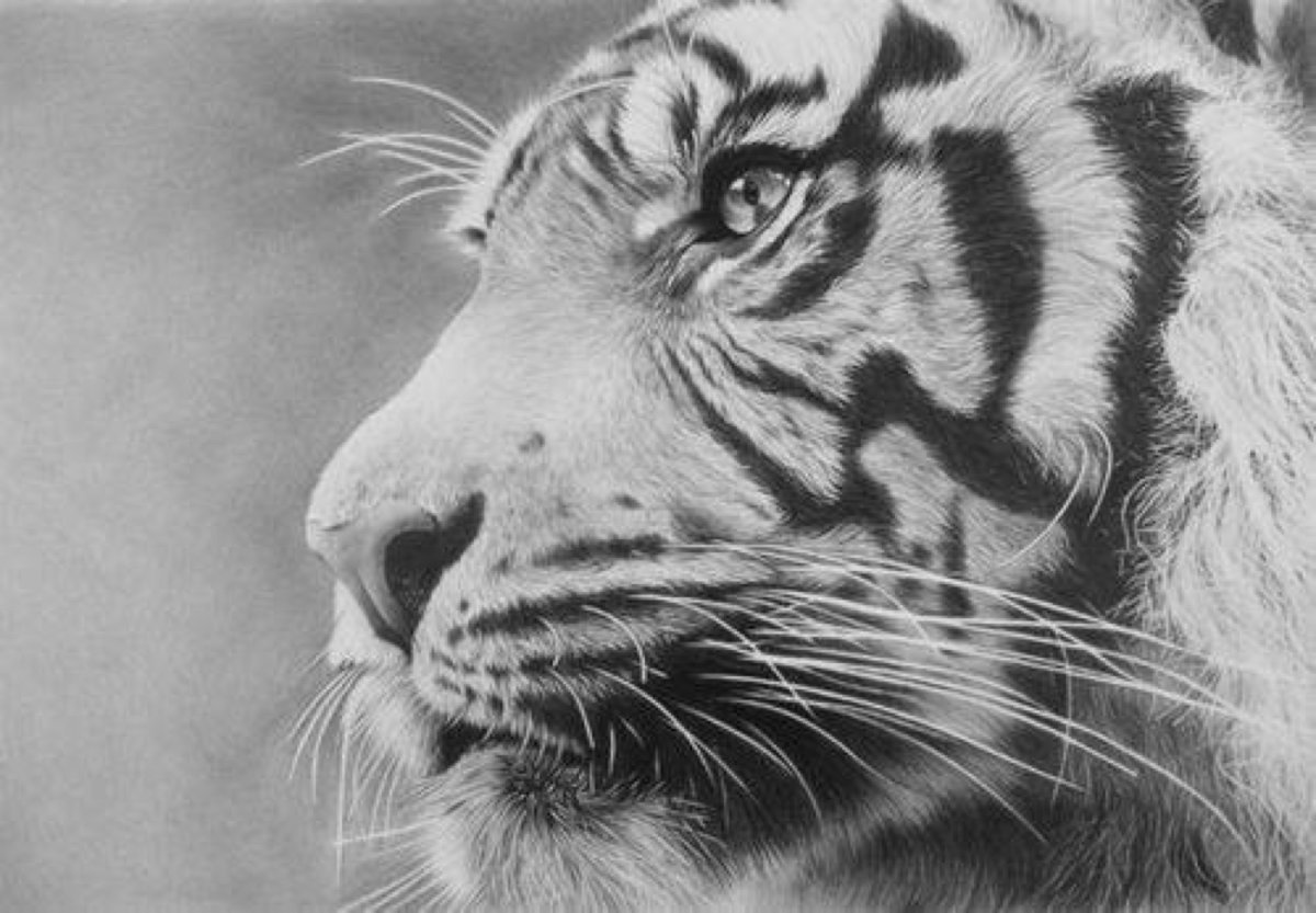 Тигр в профиль карандашом